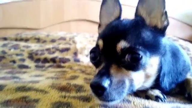 Стоит ли заводить миниатюрную собачку?Happy Dog смотреть онлайн