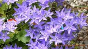 Колокольчик гарганский Филлигри ? обзор: как сажать, семена колокольчика Филлигри