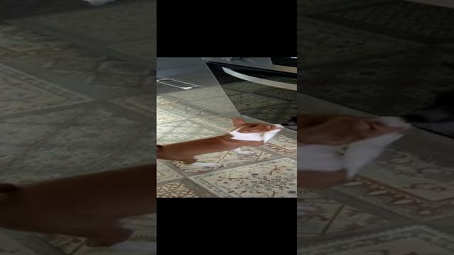 Моя собака шкрябает духовку. смотреть онлайн