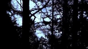 Охота на глухаря весной