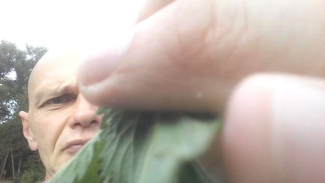 Ем живую крапиву.Показываю