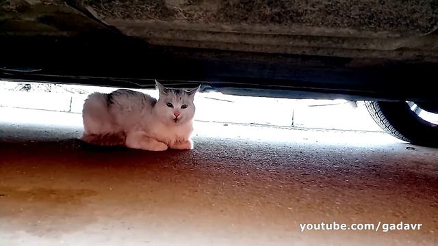 Кошка в клетке смотреть онлайн