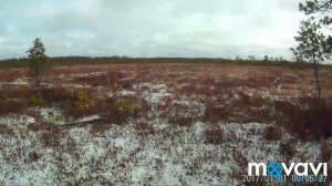 Ловушка на Глухаря.Trap for Grouse