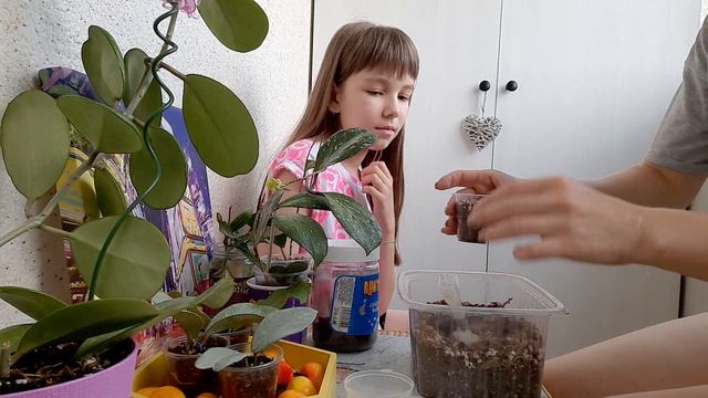 /Что делать,если хойя не растёт?!/Труднорастущие хойи/??