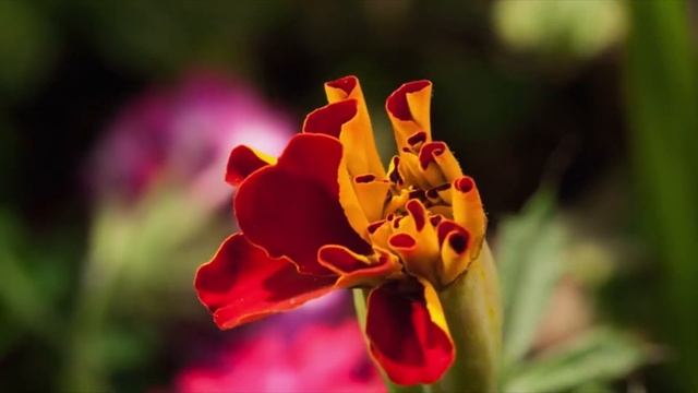 ЖИЗНЬ ЭТО СКАЗКА  ℒℴѵℯ   ПОЕТ ГУЛЬНАРА ИСМАЕВА  ℒℴѵℯ   VG MUSIC STUDIO NY ℒℴѵℯ  2022