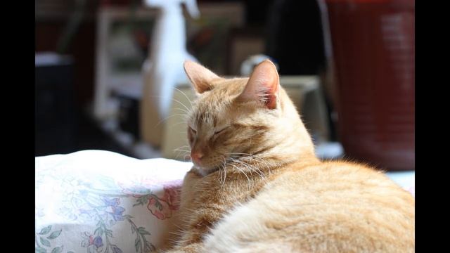 Chapter 6 5th edition Programming with Python смотреть онлайн