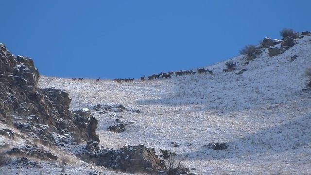 Ibex, Сибирский горный козёл смотреть онлайн