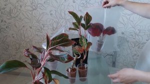 АГЛАОНЕМА. Самый эффективный способ укоренения аглаонем на канале "Светлана Чурбанова Цветочная фея