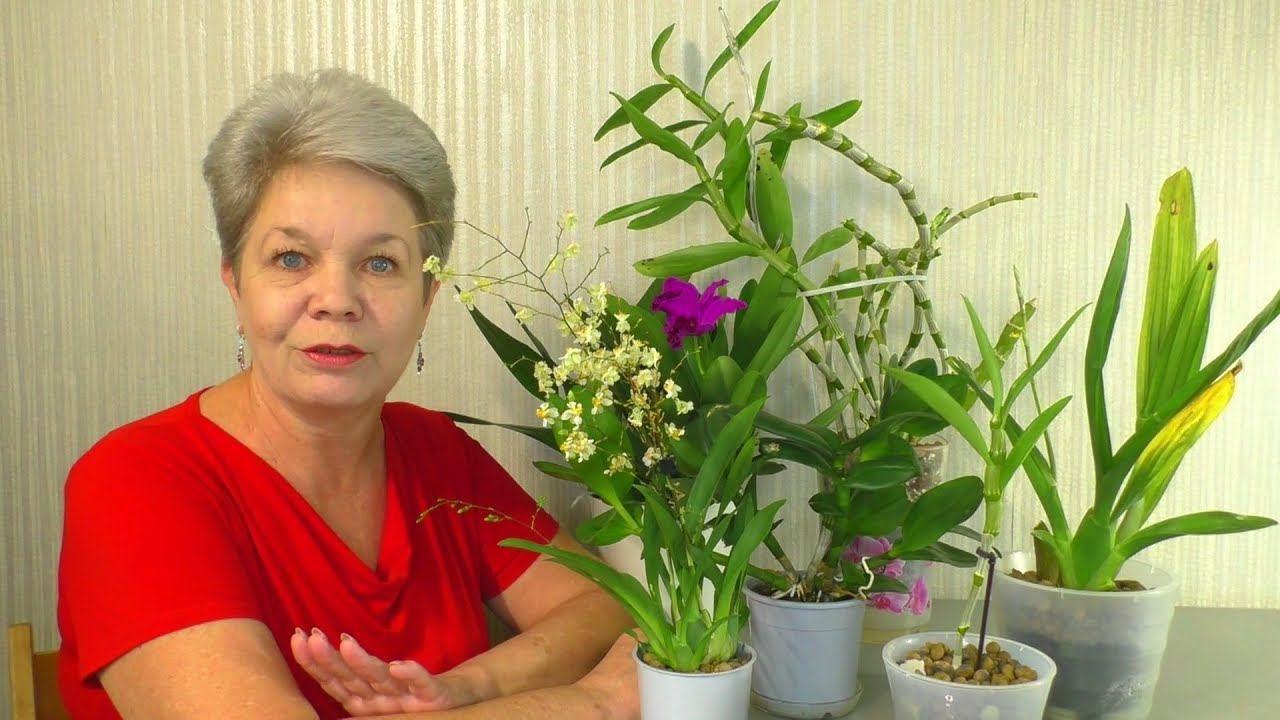 Мои Камбрии Cambria , Онцидиумы Oncidium , Дендробиумы Dendrobium Nobile  / Dendrobium Phalaenopsis