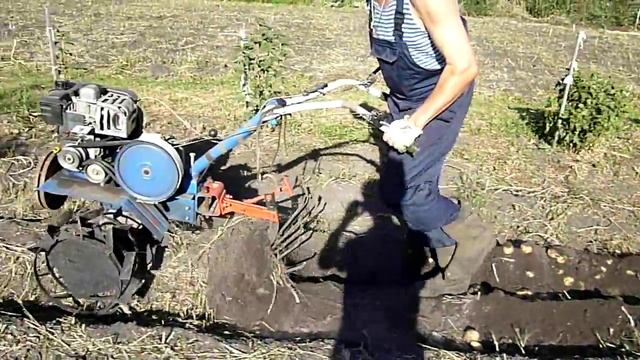 Выкапывание картофеля. Сорт "Колобок" смотреть онлайн