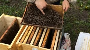 Расширение гнезда. Установка второго корпуса. Предупреждаем роение пчел