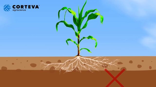 Подготовка почвы к посеву Кукурузы. смотреть онлайн