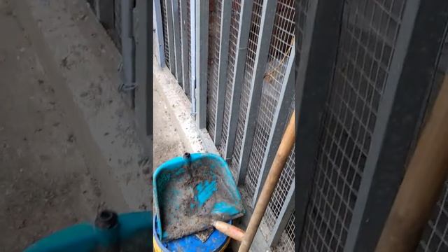 Разведение грибов в огороде естественным путем. смотреть онлайн