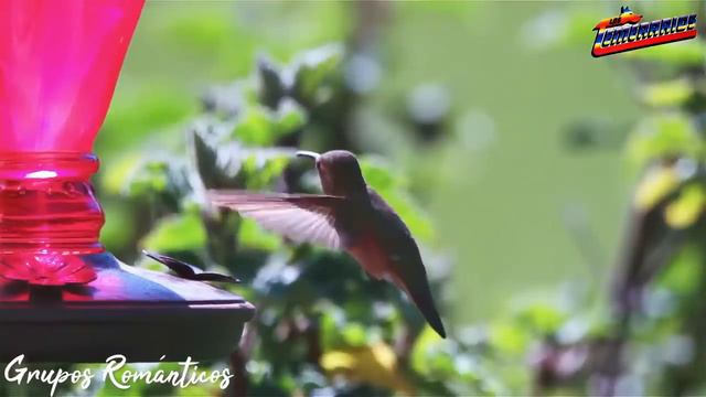 LOS TEMERARIOS, BRONCO, BRYNDIS, ACOSTA, REHENES, BUKIS, LA MAFIA GRUPOS ROMÁNTICOS DEL RECUERDO смотреть онлайн