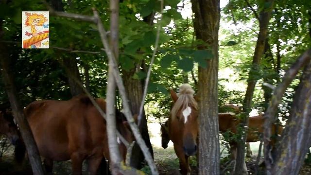 Кони в горах Кавказа. Станица Азовская смотреть онлайн