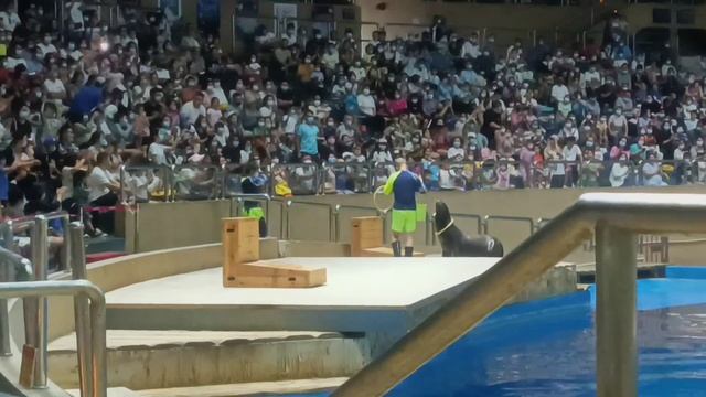 Выступление_Белый кит, морской лев пишет иероглиф "тигр" (虎 hu) смотреть онлайн