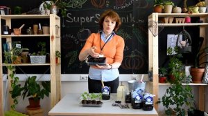 Выращивание КОБЕИ от посева на рассаду до цветения в одном видео