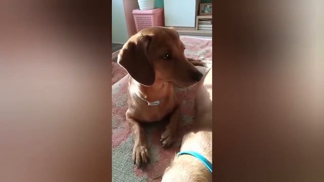 Приветы из дома от наших пристроенных в добрые руки собак! смотреть онлайн