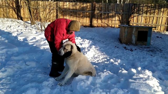 Алабай просит ласки смотреть онлайн