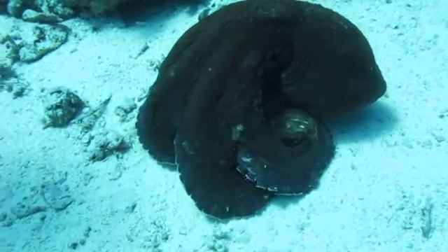 Осьминог (Octopus). Игра в "догонялки" и "прятки"... смотреть онлайн