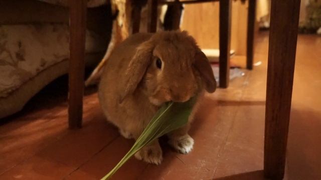 Кролик ест подорожник! Очень няшно! смотреть онлайн