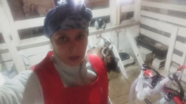 Козлята посыпались как горох не успевали ловить. смотреть онлайн