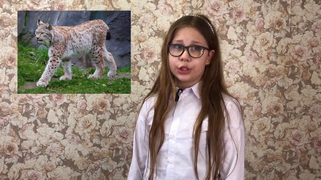 Самые красивые животные! смотреть онлайн