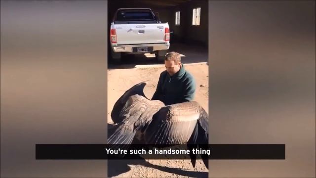 Large Condor Regularly visits Man who saved it's life as a Baby. смотреть онлайн