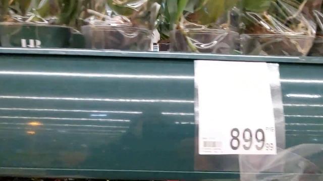 Ашан Сад Обзор растений. смотреть онлайн