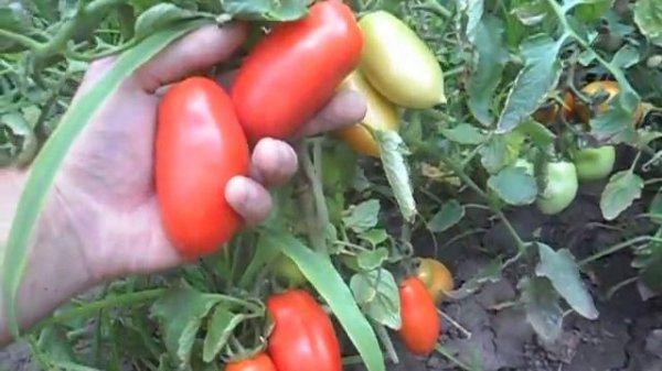 ТОМАТЫ ИНКАС