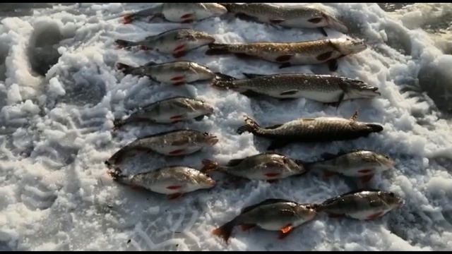 ТРОФЕИ ПОСЛЕДНЕГО ЛЬДА 2021 В ХМАО смотреть онлайн