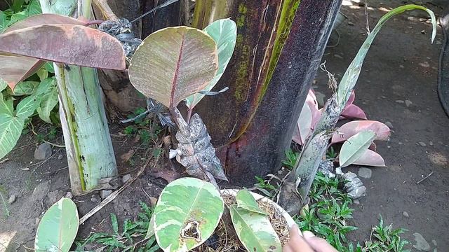 Panen hasil cangkokan tanaman hias Ficus elastica ruby varigata смотреть онлайн