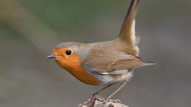 Canto Del Petirrojo ( Erithacus Rubecula ), HD