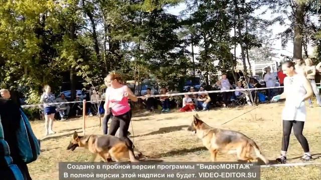 КЧК немецких овчарок г.Краснодар 10.09.22 суки рабочий класс смотреть онлайн