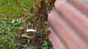 Лимонник китайский#Выращивание и болезни