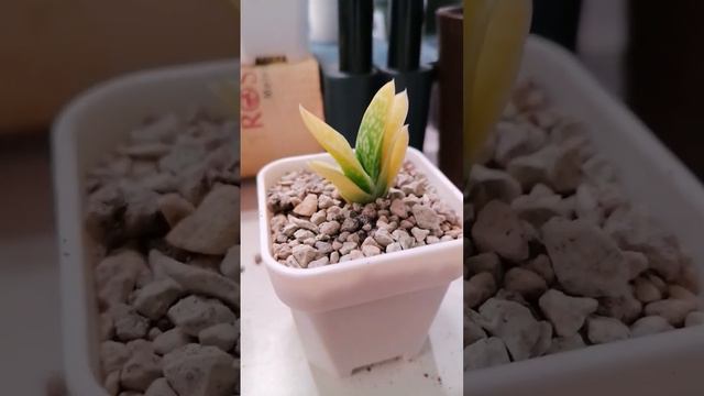 удивительное растение: гастерия пятнистая вариегатная смотреть онлайн