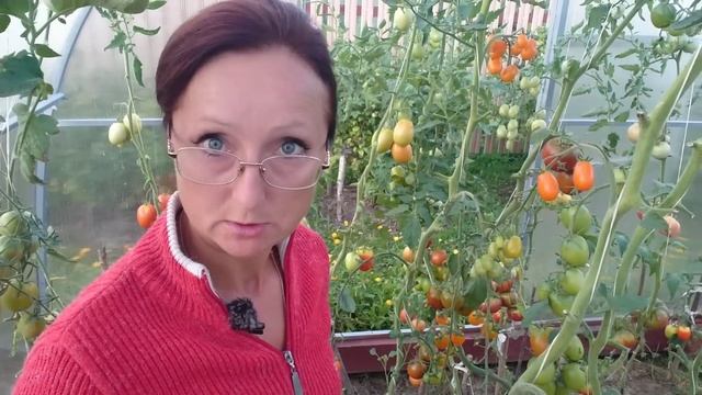 Видео привет с 6 соток 15 августа 2022 год. Video greetings from the garden смотреть онлайн