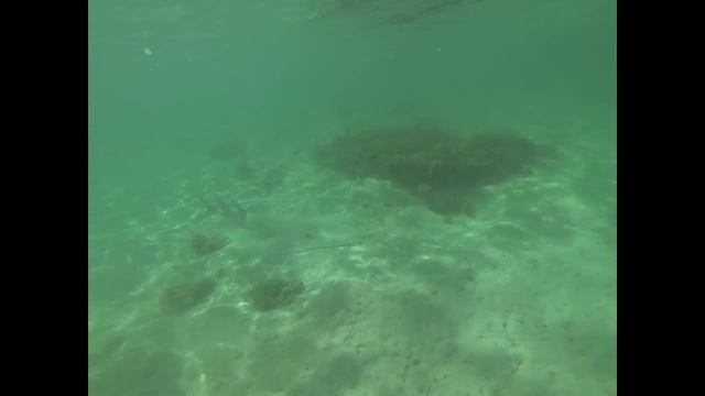 Shark @ Heron Island, Australia смотреть онлайн