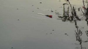 ПОКЛЕВКИ на поплавочную удочку.Fishing.  Рыбалка на озере Карасун, Краснодар