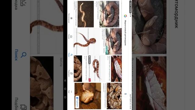 Месяц ядовитых змей! Медоголовый щитомордник! смотреть онлайн