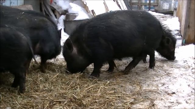 вьетнамские свиньи ответы на вопросы ч25 смотреть онлайн