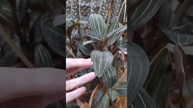 ОРХИДЕЯ ЛУДИЗИЯ ДРАГОЦЕННАЯ ЦВЕТЕТ смотреть онлайн