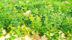 Карликовый подвой для абрикоса. сливы и персика ВВА 1 трудности размножения