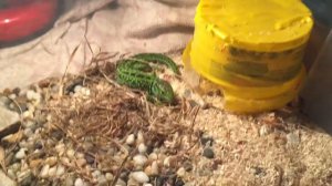 Чем питается прыткая ящерица 🦎 и два случая почему она не ест