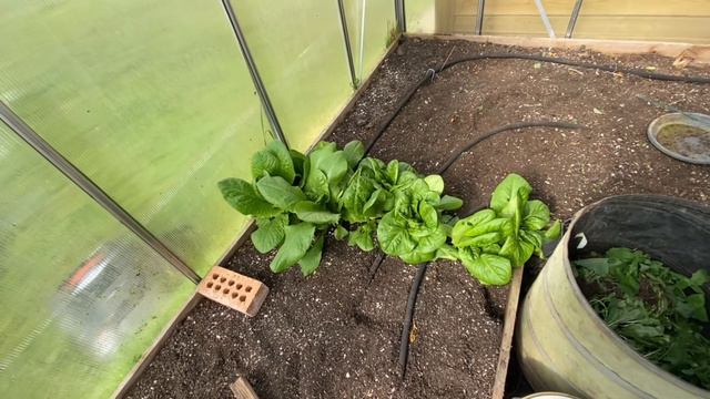Raised Bed Prep, Planting, Sowing, Weeding смотреть онлайн