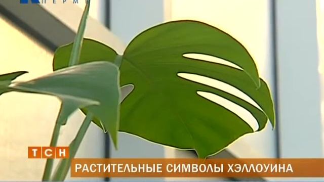 В Перми в ботаническом саду расцвел цветок летучей мыши смотреть онлайн