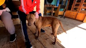 Приехали за Графом ?? Питбуль граф рад угощениям. Питбули встречают гостей. Обнимашки с питбулями.