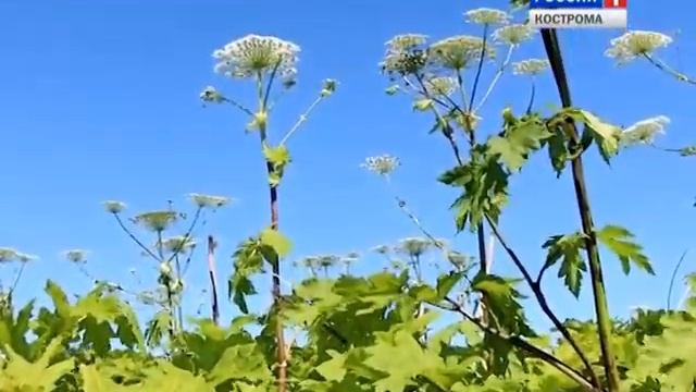 Школа безопасности: защита от борщевика смотреть онлайн