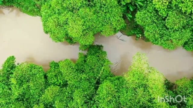 Особенности ухода за аспарагусом Шпренгера .2 частьFeatures of caring for Sprenger's asparagus смотреть онлайн