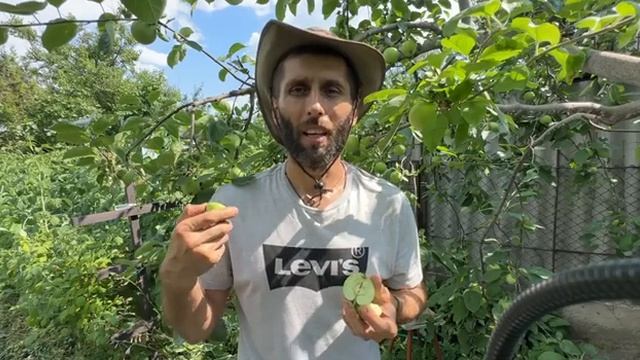 ПОЧЕМУ ОСЫПАЮТСЯ ЯБЛОКИ? смотреть онлайн